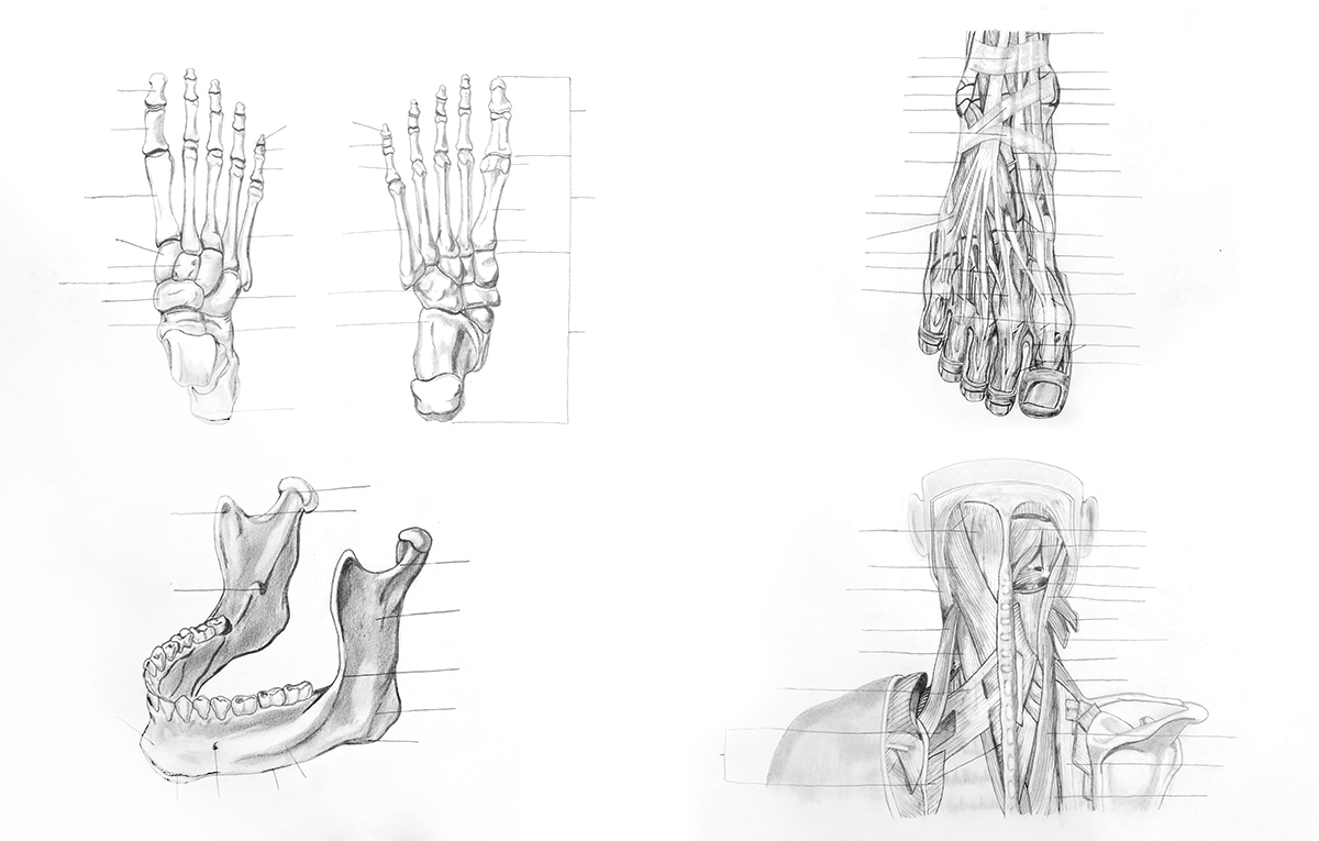 تصاویر آرشیوی آناتومی بدن